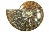 Polished Ammonite (Cleoniceras) Fossil - Madagascar #265339-1